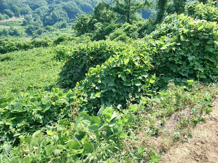 경상북도 경주시 양남면 신대리 산270 외 1필지 임야 경매 사진 6