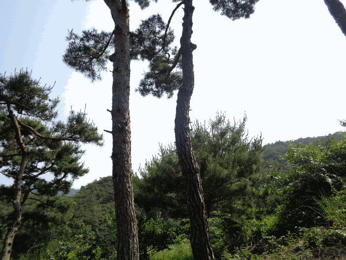 전라남도 화순군 동면 서성리 198-1 전 경매 사진 5