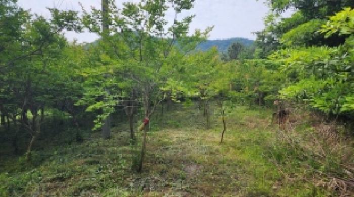 전라남도 고흥군 점암면 대룡리 589-1 전 경매 사진 29