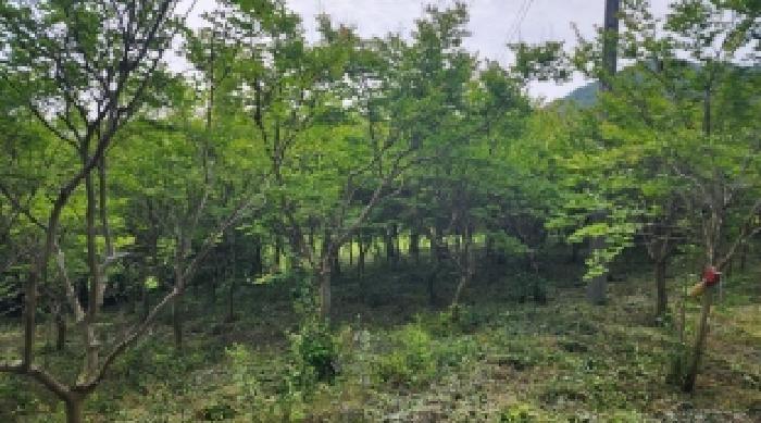 전라남도 고흥군 점암면 대룡리 589-1 전 경매 사진 30
