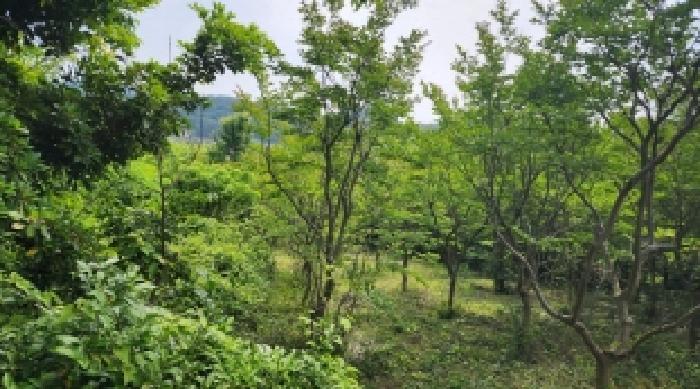 전라남도 고흥군 점암면 대룡리 589-1 전 경매 사진 31