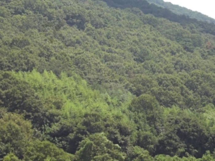 경상남도 밀양시 무안면 정곡리 산56 임야 경매 사진 2