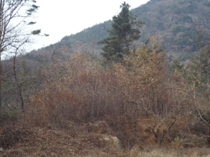 경상남도 창녕군 영산면 구계리 1052 외 14필지 전 경매 사진 12