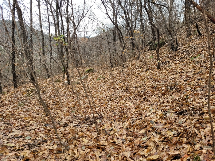 경상남도 창녕군 영산면 구계리 1285 임야 경매 사진 2