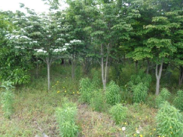 제주특별자치도 서귀포시 강정동 3370 외 9필지 과수원 경매 사진 5