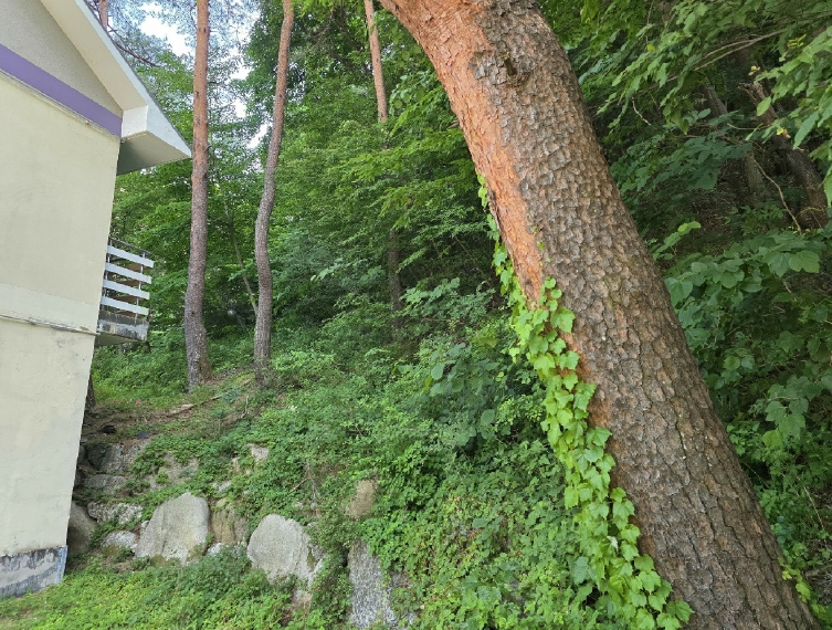 강원특별자치도 양양군 서면 가라피리 134 외 1필지 숙박시설 경매 사진 4