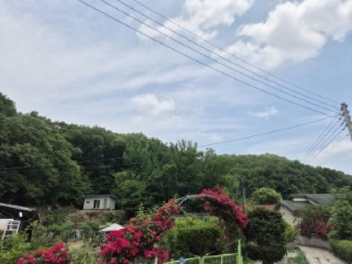 대구광역시 군위군 산성면 무암리 산134 외 1필지 임야 경매 사진 4