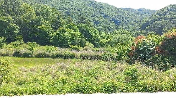 경상남도 거제시 수월동 412 답 경매 사진 3