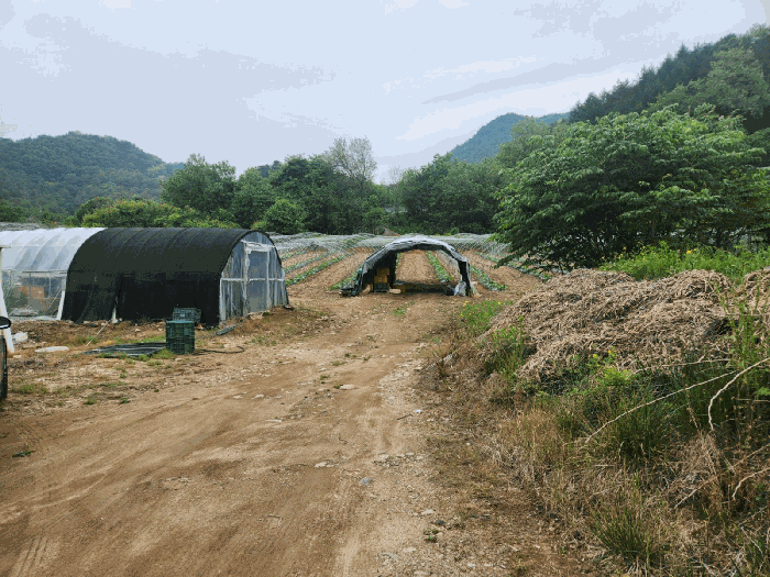 강원특별자치도 홍천군 화촌면 장평리 254 외 2필지 전 경매 사진 3