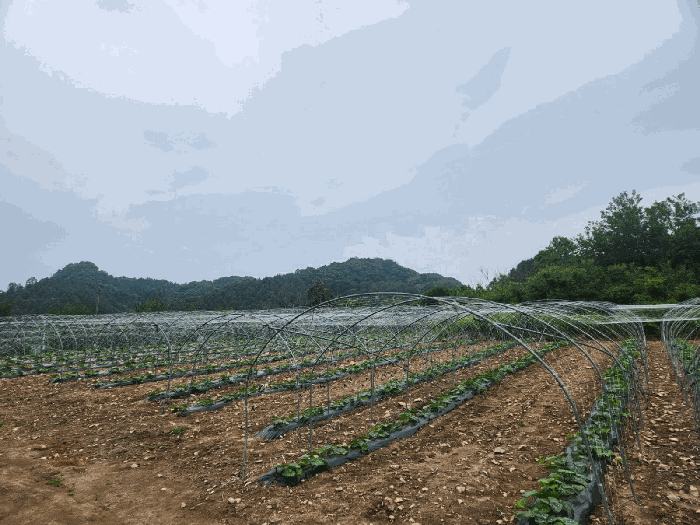 강원특별자치도 홍천군 화촌면 장평리 254 외 2필지 전 경매 사진 5