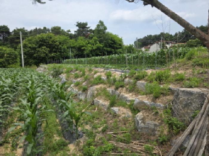 충청북도 제천시 고명동 464 답 경매 사진 35