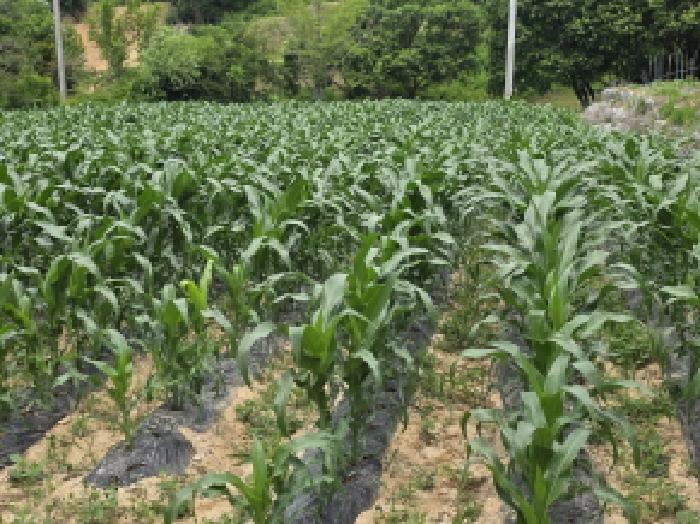 충청북도 제천시 고명동 464 답 경매 사진 29