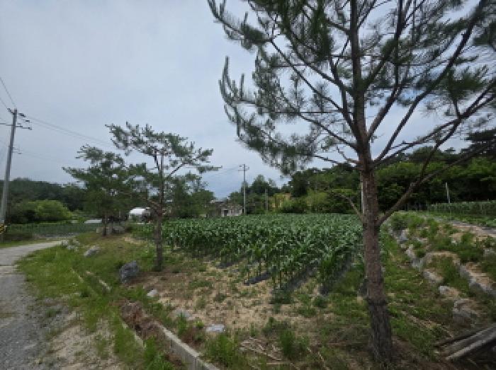 충청북도 제천시 고명동 464 답 경매 사진 30