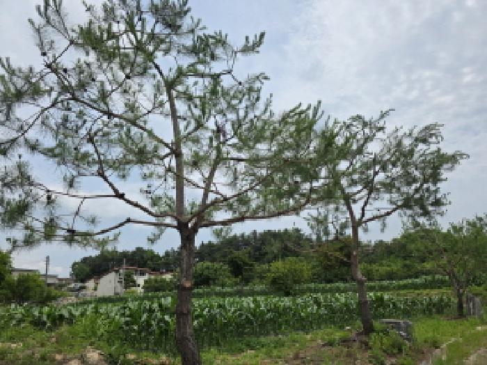 충청북도 제천시 고명동 464 답 경매 사진 34