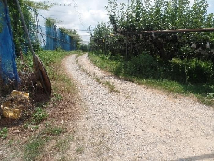 충청남도 논산시 은진면 용산리 163-6 외 5필지 전 경매 사진 8