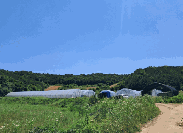 경기도 연천군 왕징면 강내리 771 외 2필지 답 경매 사진 17