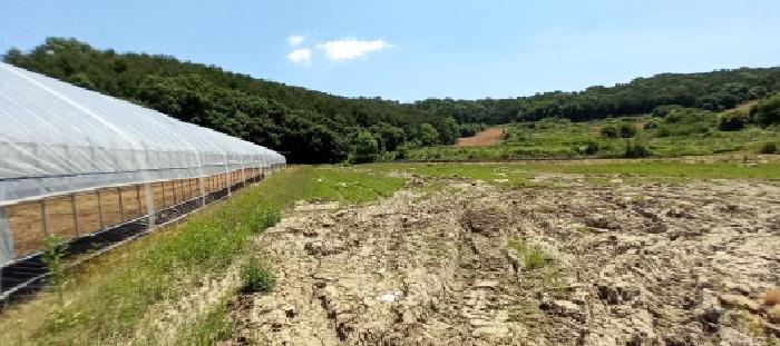 경기도 연천군 왕징면 강내리 771 외 2필지 답 경매 사진 6
