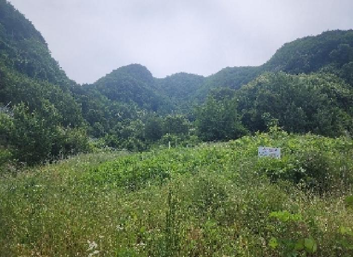 충청북도 옥천군 군북면 증약리 산18-3 외 8필지 임야 경매 사진 3