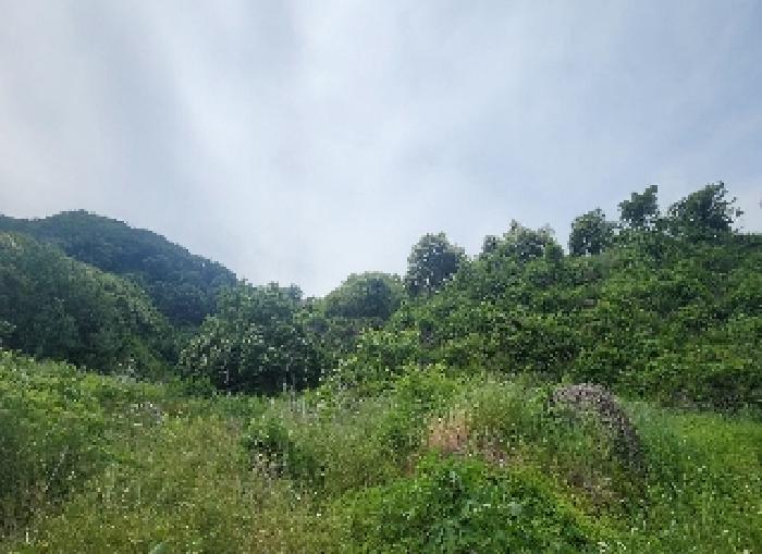 충청북도 옥천군 군북면 증약리 산18-3 외 8필지 임야 경매 사진 4