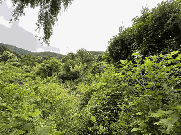 충청북도 옥천군 군북면 증약리 산18-3 외 8필지 임야 경매 사진 8