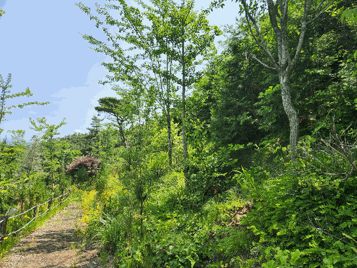충청남도 보령시 신흑동 558-35 외 13필지 근린생활시설 경매 사진 98