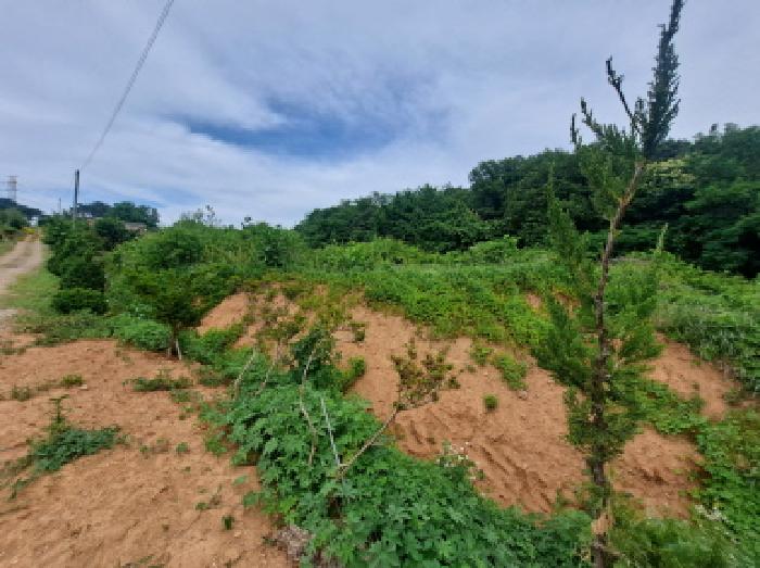 충청남도 당진시 송악읍 월곡리 353-18 외 3필지 전 경매 사진 2