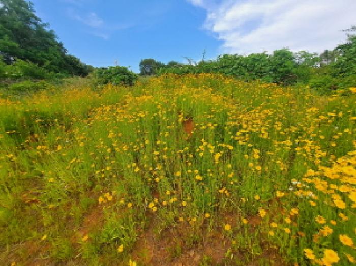 충청남도 당진시 송악읍 월곡리 353-18 외 3필지 전 경매 사진 12