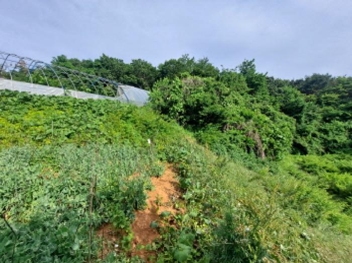 충청남도 당진시 송악읍 월곡리 353-18 외 3필지 전 경매 사진 22