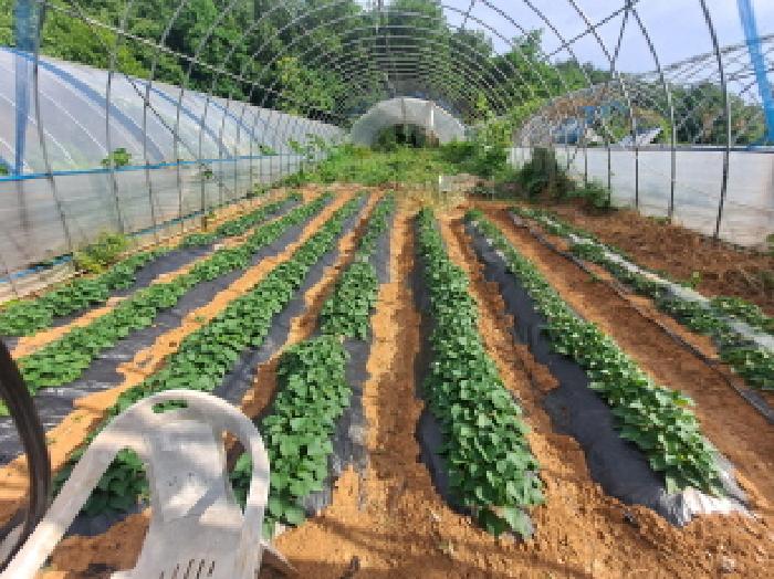 충청남도 당진시 송악읍 월곡리 353-18 외 3필지 전 경매 사진 31