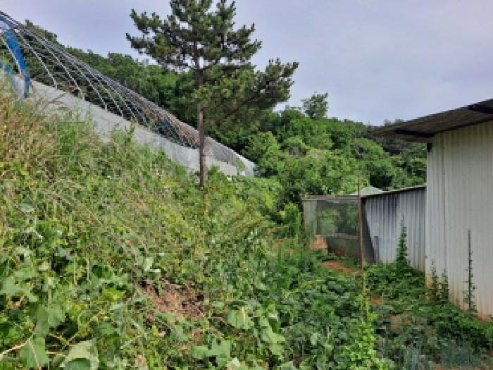 충청남도 당진시 송악읍 월곡리 353-18 외 3필지 전 경매 사진 33