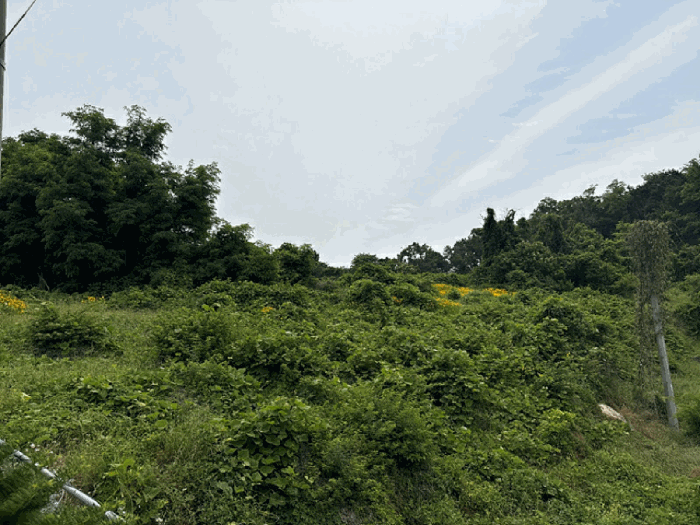 충청남도 당진시 송악읍 월곡리 353-18 외 3필지 전 경매 사진 42