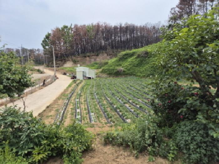경상북도 영덕군 영덕읍 매정리 917 외 1필지 단독주택 경매 사진 1