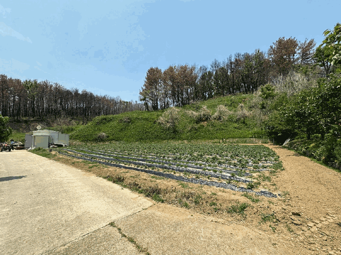 경상북도 영덕군 영덕읍 매정리 917 외 1필지 단독주택 경매 사진 6