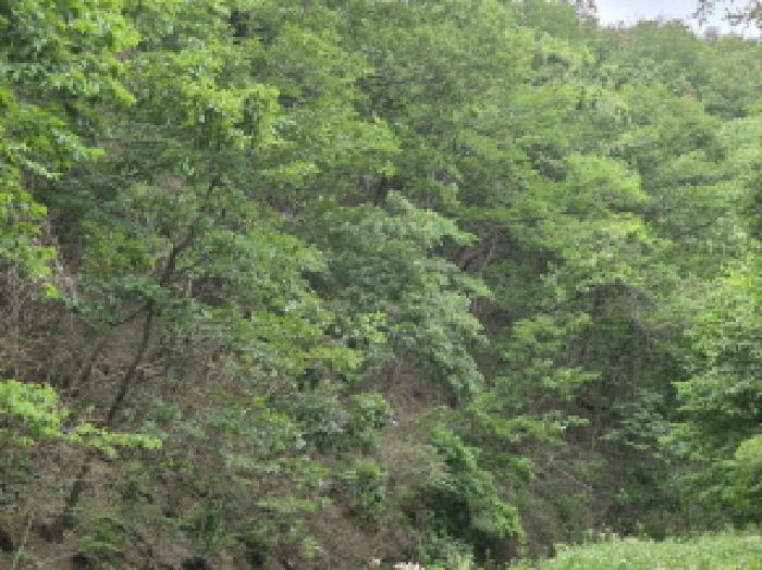 경상북도 영덕군 지품면 신양리 309 전 경매 사진 3