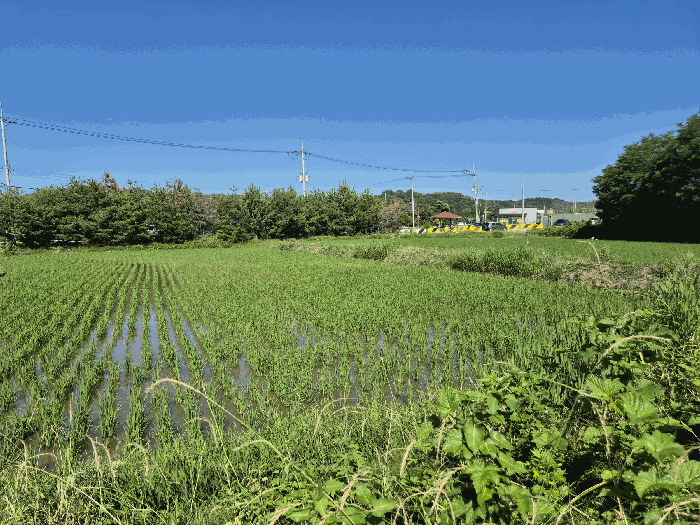 경상북도 포항시 남구 오천읍 세계리 641-2 외 1필지 답 경매 사진 7