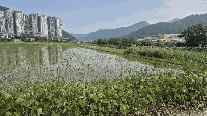 경상남도 거제시 양정동 201-2 외 3필지 답 경매 사진 8
