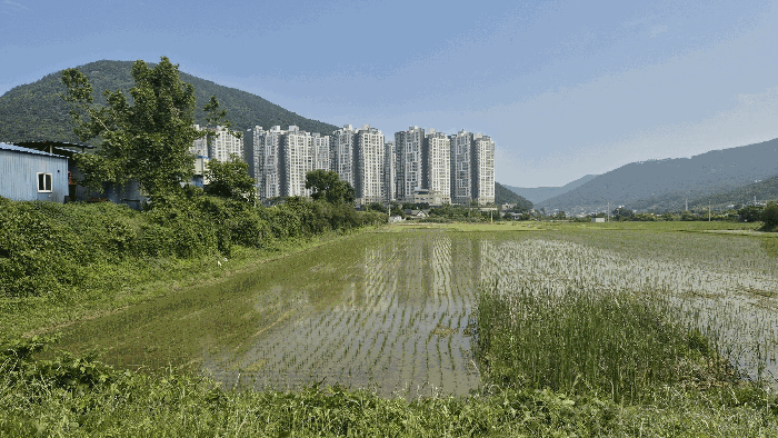 경상남도 거제시 양정동 201-2 외 3필지 답 경매 사진 10