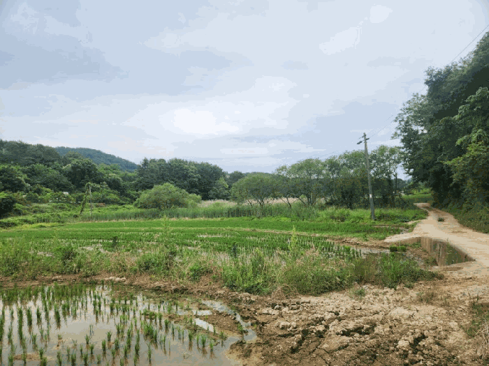 경상남도 거제시 둔덕면 학산리 88-1 답 경매 사진 17