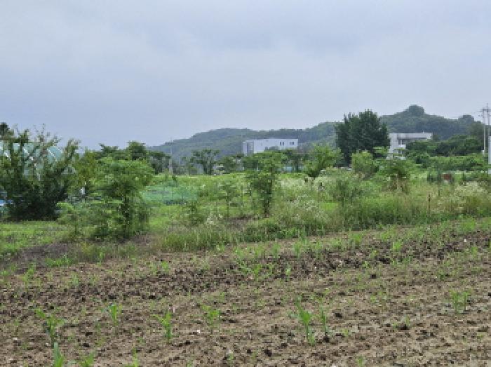 경기도 용인시 처인구 원삼면 사암리 27-3 외 3필지 답 경매 사진 4