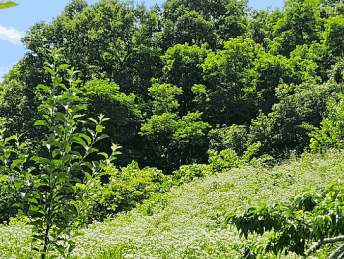 충청북도 충주시 직동 406 전 경매 사진 21