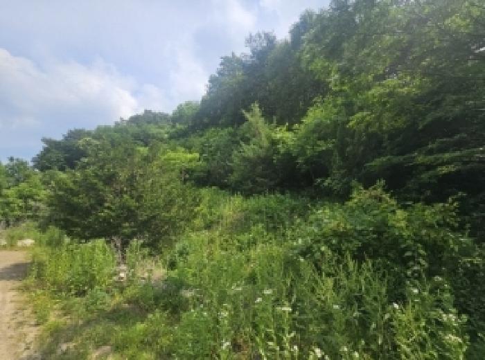 충청북도 단양군 영춘면 동대리 722-3 외 5필지 단독주택 경매 사진 12