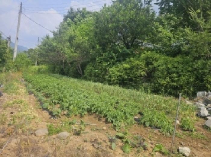 충청북도 단양군 영춘면 동대리 722-3 외 5필지 단독주택 경매 사진 16