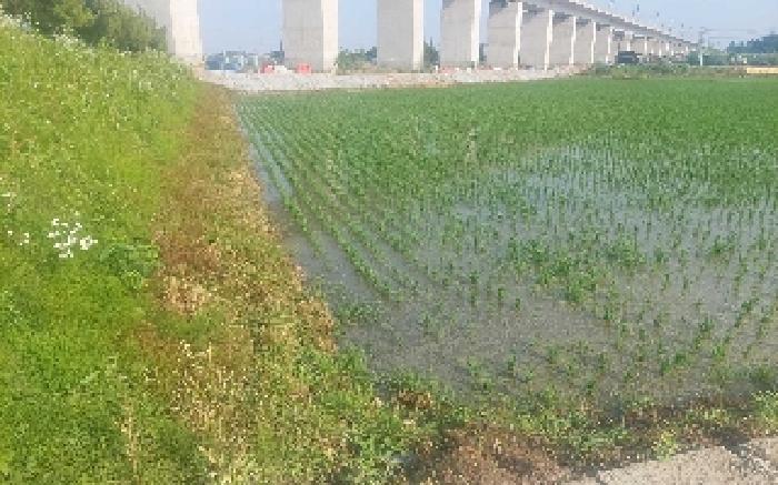 충청남도 아산시 둔포면 운용리 214-1 답 경매 사진 20