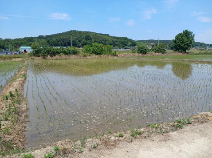 충청남도 서산시 성연면 예덕리 166-3 외 1필지 답 경매 사진 1
