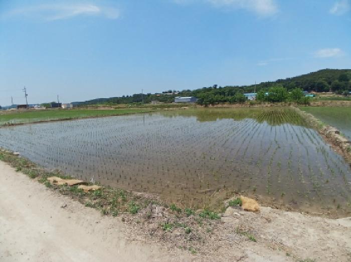 충청남도 서산시 성연면 예덕리 166-3 외 1필지 답 경매 사진 2