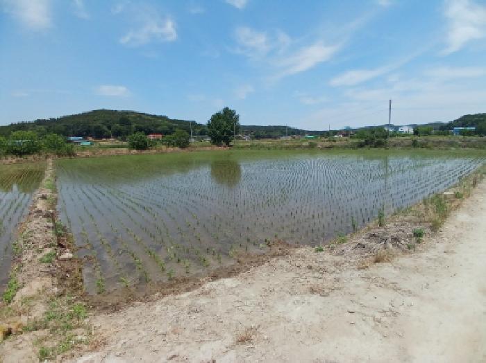 충청남도 서산시 성연면 예덕리 166-3 외 1필지 답 경매 사진 3