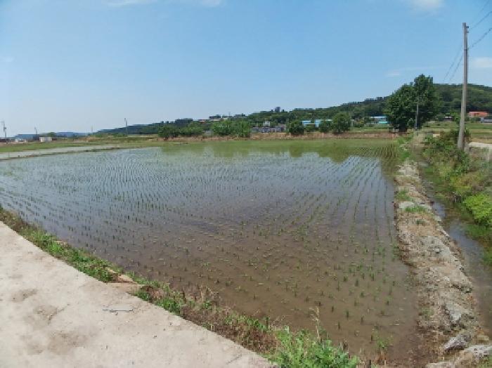 충청남도 서산시 성연면 예덕리 166-3 외 1필지 답 경매 사진 4