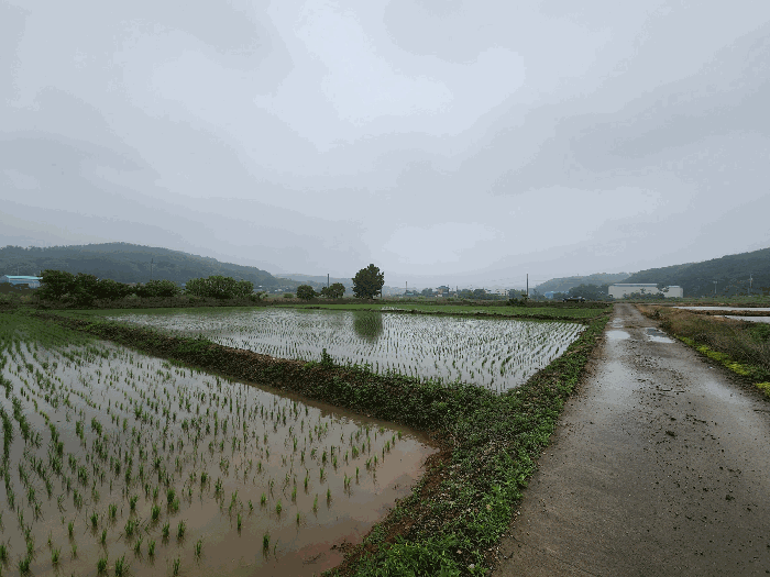 충청남도 서산시 성연면 예덕리 166-3 외 1필지 답 경매 사진 8