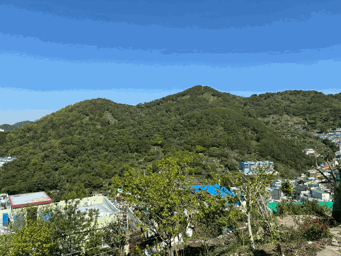 부산광역시 사하구 감천동 산72 임야 경매 사진 10