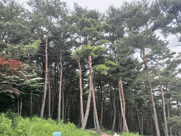 경상남도 산청군 단성면 방목리 산100 외 14필지 근린생활시설 경매 사진 75